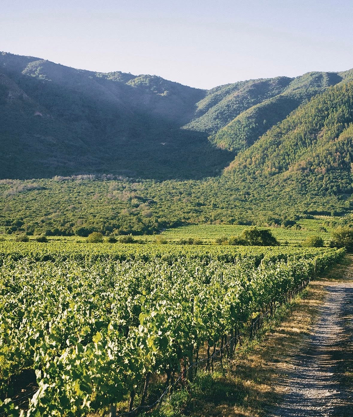 The Living Vineyard: Organic & Biodynamic Winemaking with Nicolás Tapia