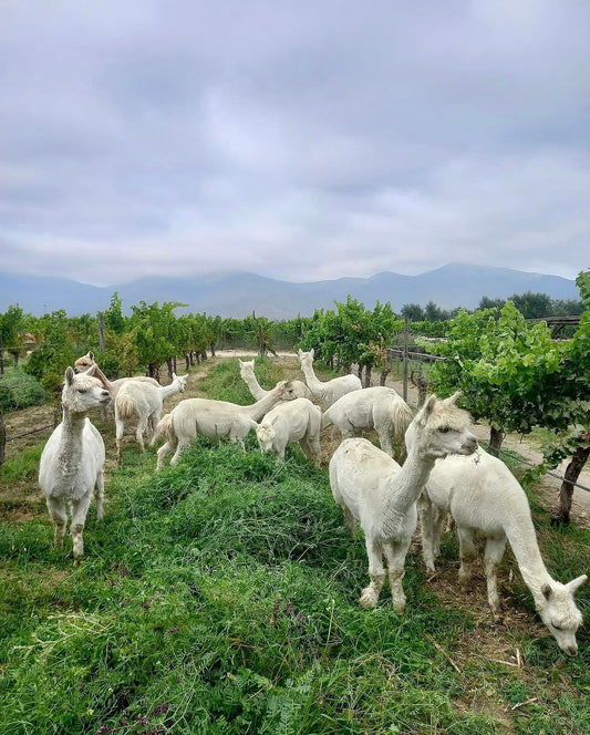 How Emiliana Amplifies Terroir through Regeneration with Nicolás Tapia